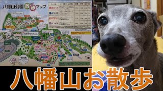 八幡山公園（はちまんやまこうえん）お散歩。アドベンチャーU　すべりだい！