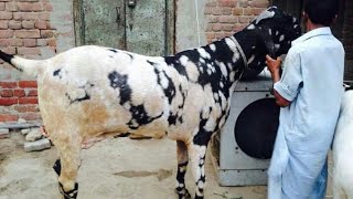 Giant Amratsari beetal goat / Heavyweight Shera Bakra / 2015 Show winner / weight 294 kg