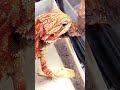 bearded dragon red std feeding dubia roach