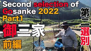 【koi】御三家第２選別  前編/ Second Selection of Gosanke 2022 part1【錦鯉】