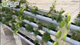 堅農圃：香草園 K-Farm: Herb Garden