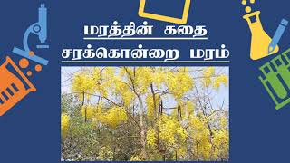 மரத்தின் கதை சரக்கொன்றை மரம்