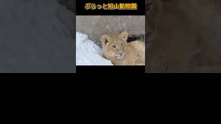 コロコロ赤ちゃんフウ ＃旭山動物園 #ライオン #オリトイオファミリー #shorts#zoo#lion#animals