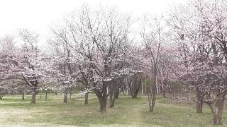 真駒内公園の桜を撮影