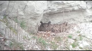 Eurasian Eagle-Owl on nest - Broedende Oehoe