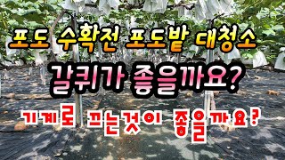 포도 수확전 포도밭 대청소 이렇게도 하면된다