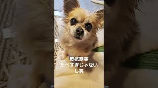 ここさん、反抗期笑たべすぎじゃないし笑 #animaldog #チワワ #dog #犬#反抗期 #犬のいる生活