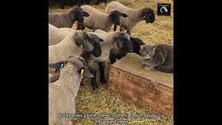 #shorts Sheep Farming: Making Friends!