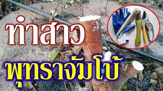 ตัดต้นพุทรา ปลูกพุทราจัมโบ้ทำไมต้องตัดต้นทุกปี ตัดแล้วดีอย่างไร