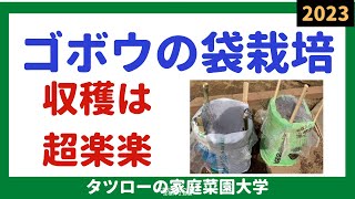 ゴボウの袋栽培　短根種　超楽楽収穫　家庭菜園