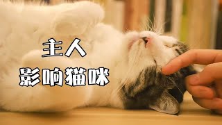 主人性格也会影响猫咪性格？