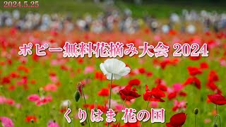 ポピー無料花摘み大会 2024｜横須賀市 くりはま花の国  5月25日 (土)