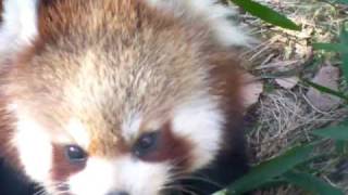 長野県長野市茶臼山動物園のレッサーパンダ