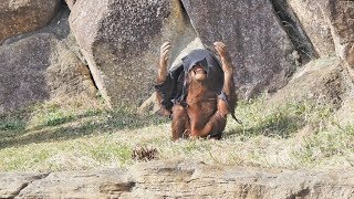 新しい遊具(編んだ消防ホース)でご機嫌アピちゃん・オランウータン