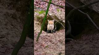 Neugieriges Fuchsbaby schaut aus Fuchsbau heraus! #shorts #fuchs #nature #tierliebe #meditation