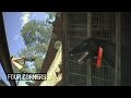 Graphic Footage Greyhounds Live Baited With Piglets Possums During Training