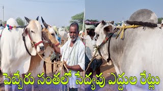 పెబ్బేరు సంతలో సేద్యం చేసే ఎద్దుల రేట్లు-bulls market in india-pebbair market-pebbair santha-bulls