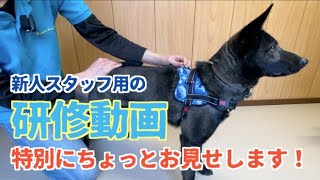 新人スタッフ用の研修動画、特別にちょっとお見せします！～ピースワンコ～