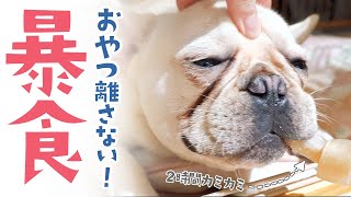 絶対におやつを渡したくないフレブルvs取り上げたい飼い主の戦い[フレンチブルドッグ坊と同棲カップルVLOG]  Frenchbulldog