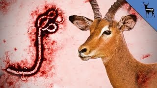 Which Animals Spread Ebola?