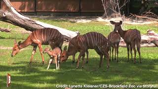 Those Aren't Deer? Brookfield Zoo Celebrates Birth of 14lb Nyala Antelope Calf