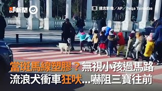 司機無視小孩闖斑馬線　流浪犬衝車狂吠...嚇阻三寶往前｜美國｜狗