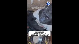 Smuggled baby gorilla rescued in Turkey