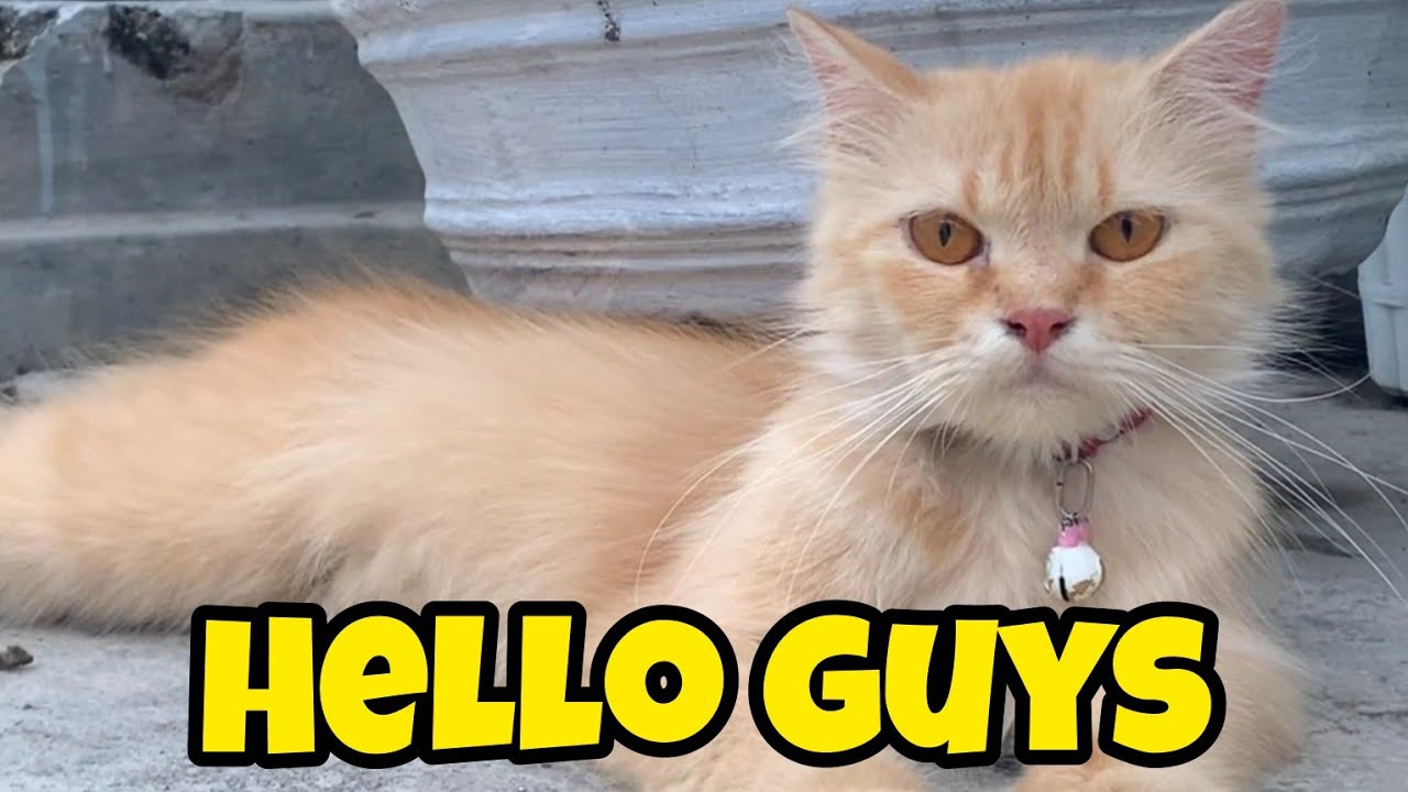 Playing With Mili Milo Cute Cat And Kitten рџ рџ ћ Youtube