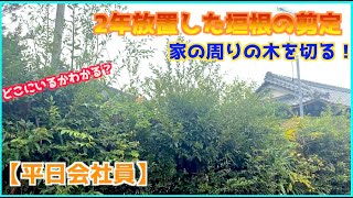 【垣根の剪定】台風で2年放置していた家の周りの木を切る【平日会社員】