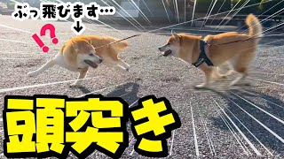 爆走柴犬に突進されぶっ飛ばされる姉柴犬がこちらです…