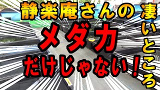 ココが凄いよ！　メダカ屋さん最高峰　静楽庵さん　後編