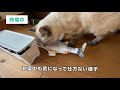 魚の形をした動くけりぐるみに驚くほど猫が食いつきました【猫おもちゃレビュー】