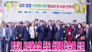 영주시 샤인머스켓 포도 싱가폴 첫수출 선적 2022 10 14