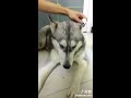 tik tok funniest dogs husky compilation 2 抖音 二哈 哈士奇 疯狂搞笑蠢萌系列 2