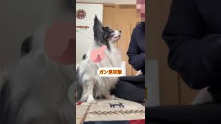 そ〜ちゃん🐶　　何より砂が好っき〜🥵