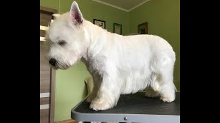 Тримминг, стриппинг  Вест Хайленд Уайт терьера, Westie Grooming Trimming