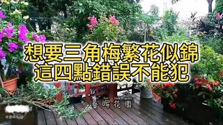 想要三角梅繁花似錦？這四點錯誤不能犯，犯了一個都不開花（English-Chinese subtitles）#花园 #花園