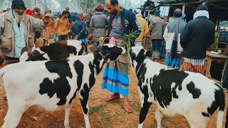 @আজ ১৭ জানুয়ারি ২৫ | ফ্রিজিয়ান বকনা বাছুর গরুর দাম | আমবাড়ি হাট |দিনাজপুর