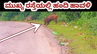 ಮುಖ್ಯ ರಸ್ತೆಯಲ್ಲಿ ಹಂದಿ ಹಾವಳಿ | ಮಲೆ ಮಹದೇಶ್ವರ ಬೆಟ್ಟ | male mahadeshwra hills main road |