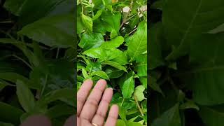 ମାଗଣାରେ ମିଳିଲା ଏତେଗୁଡିଏ ଡାଳ....#youtubeshorts #viral #2023 #cuttings #plants #freeplants #shorts