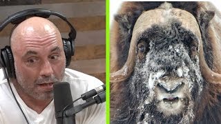 Joe Rogan Freaks Out About Muskox and Aliens