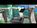 圓寶坐在鞦韆上吃點心，乖巧模樣超可愛 熊貓貓熊the giant panda yuan yuan and yuan bao 台北市立動物園