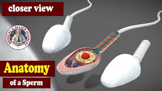 Anatomy of the Sperm