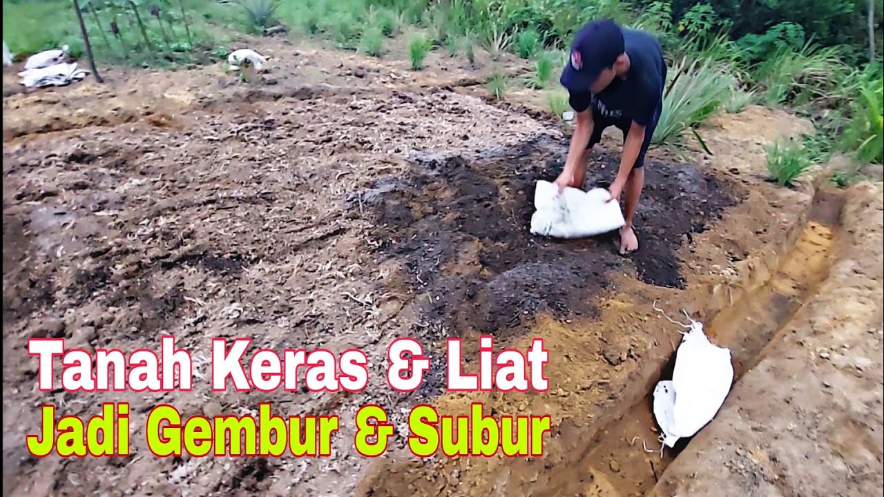 Gembur Tanah In English Bella Parsons