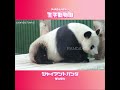 いっぱいたべたらねむくなった♥ タンタン タンタンさん 王子動物園 shorts