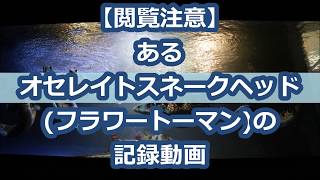 【閲覧注意】 あるオセレイトスネークヘッド (フラワートーマン)の 記録動画