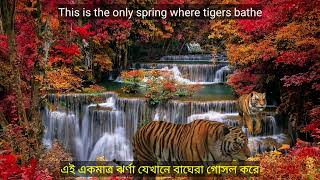 This is the only spring where tigers bathe.এই একমাত্র ঝর্ণা যেখানে বাঘেরা গোসল করে