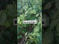 kacang hijau tumpang sari jagung