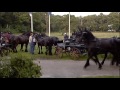 the friesian horse