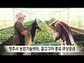 영주시농업기술센터 꿀고구마 종묘 5만 본 무상공급 안동mbc